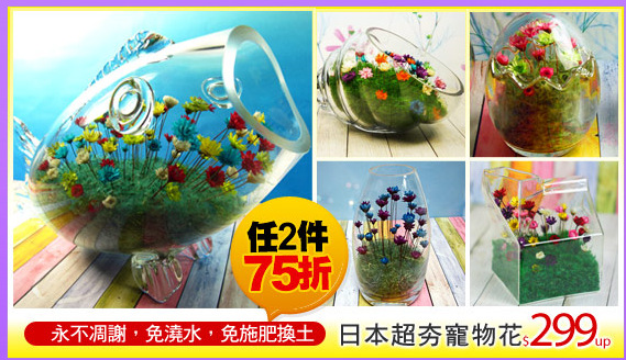 日本超夯寵物花