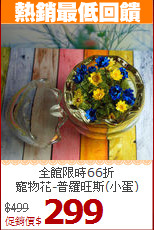 全館限時66折<BR>
寵物花-普羅旺斯(小蛋)