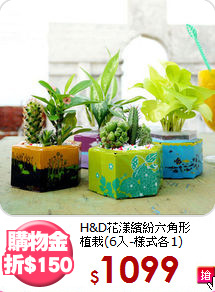 H&D花漾繽紛六角形<br>
植栽(6入-樣式各1)