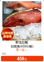 野生紅鰷<br>石斑魚(450G/條)