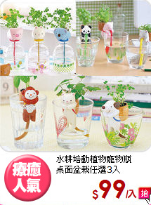 水耕培動植物寵物瓶<br>
桌面盆栽任選3入