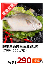 超重量級野生黃金鯧1尾(700~800g/尾)