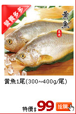 黃魚1尾(300~400g/尾)