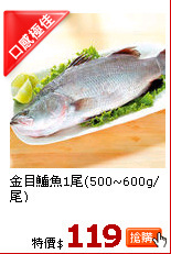 金目鱸魚1尾(500~600g/尾)