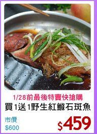 買1送1野生紅鰷石斑魚