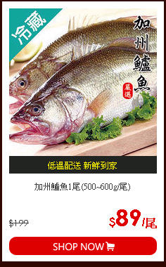 加州鱸魚1尾(500~600g/尾)