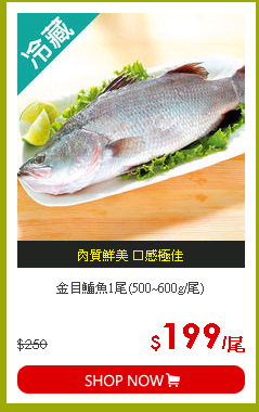 金目鱸魚1尾(500~600g/尾)