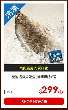 產銷活凍貴妃魚(澳洲銀鱸)/尾