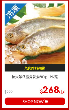 特大等級富貴黃魚600g+-5%/尾
